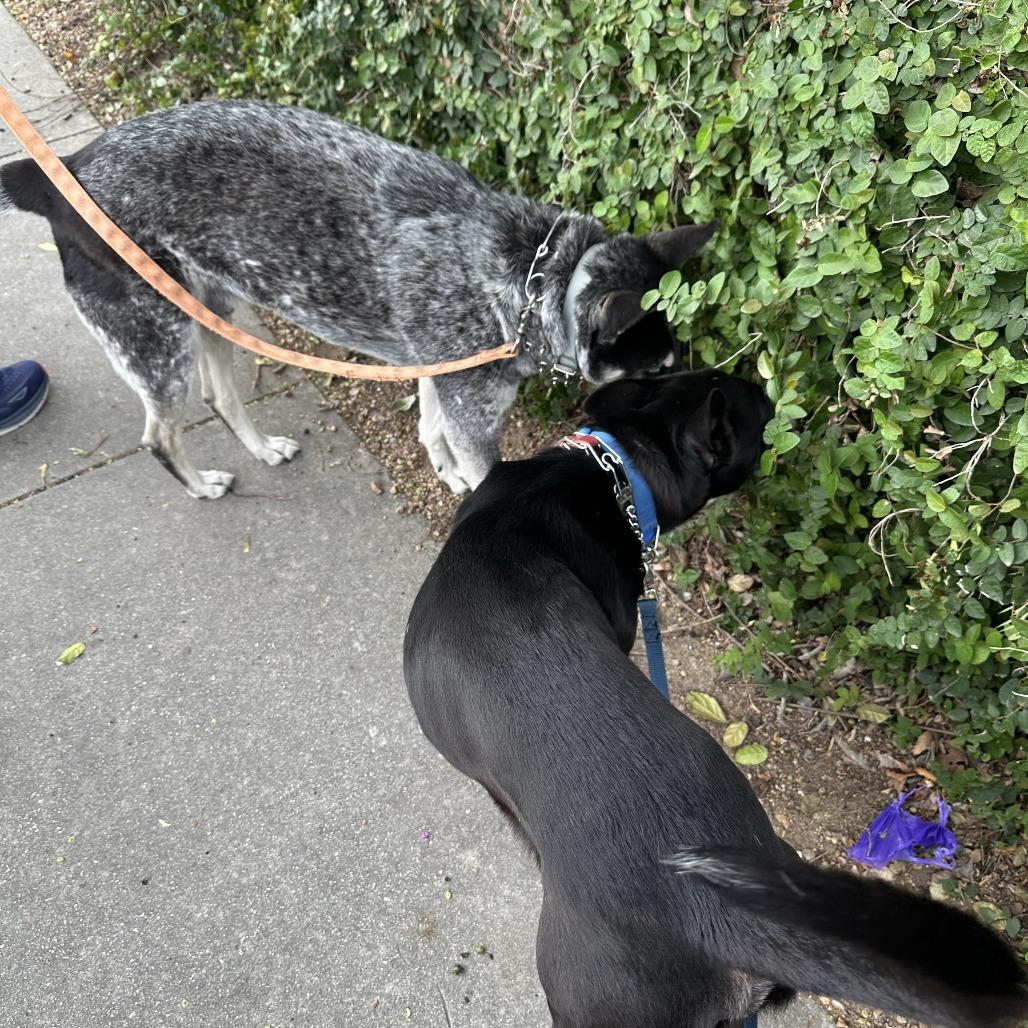 Enlarge Guenther, a Adoptable mixed breed in San Antonio, TX image 2/6