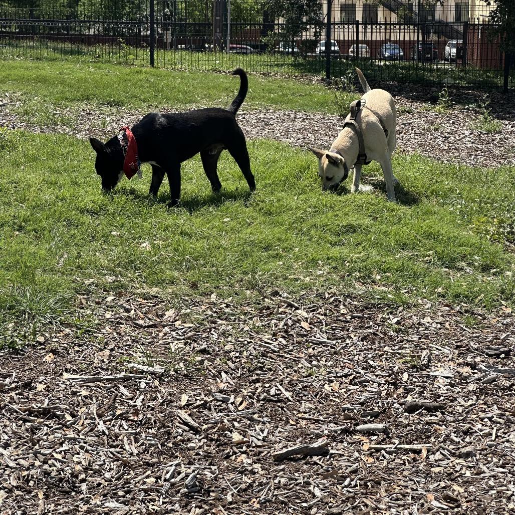 Enlarge Guenther, a Adoptable mixed breed in San Antonio, TX image 3/6