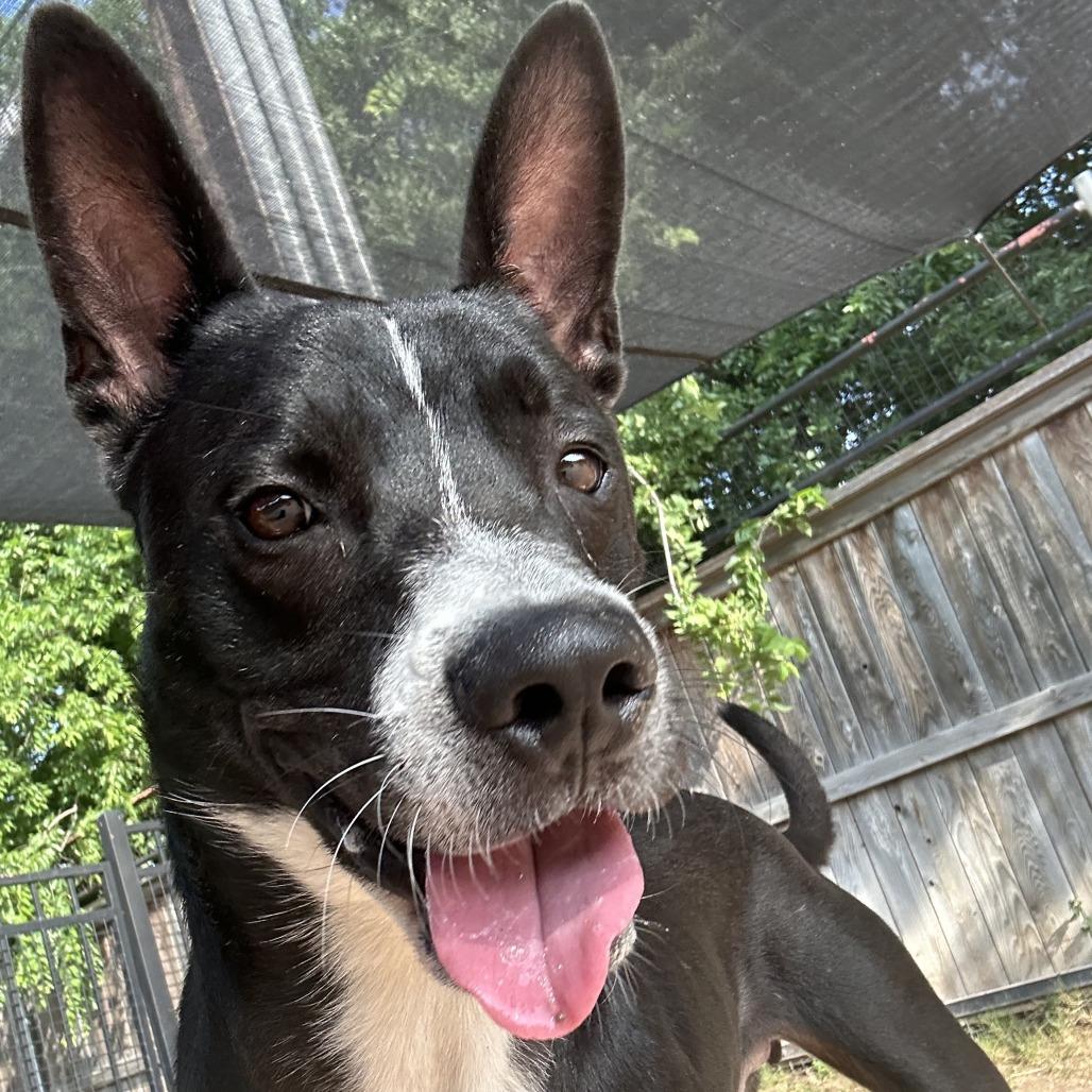 Enlarge Guenther, a Adoptable mixed breed in San Antonio, TX image 4/6