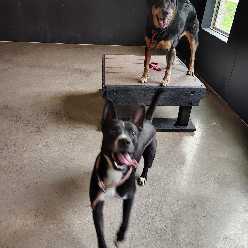 Enlarge Guenther, a Adoptable mixed breed in San Antonio, TX image 5/6