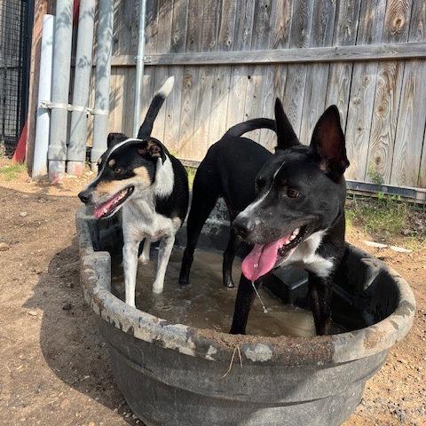 Enlarge Guenther, a Adoptable mixed breed in San Antonio, TX image 6/6