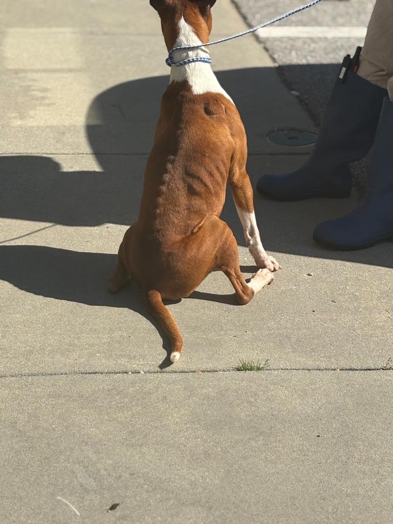Pretty, Adoptable, Young Female Mixed Breed & Boxer.