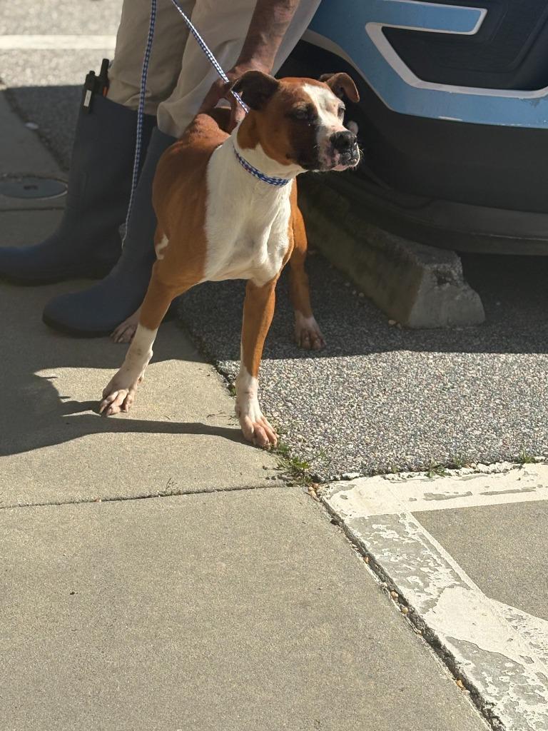 Pretty, a Adoptable mixed breed in Effingham, SC image 2/6