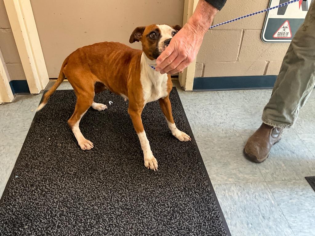 Pretty, a Adoptable mixed breed in Effingham, SC image 3/6