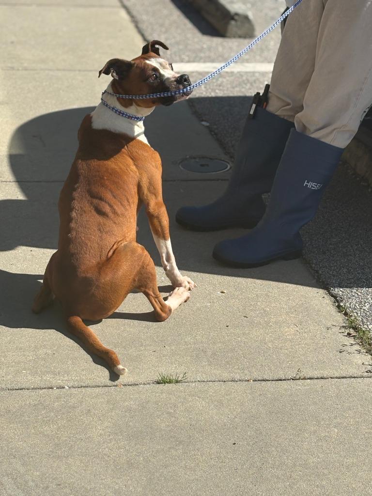 Pretty, a Adoptable mixed breed in Effingham, SC image 4/6