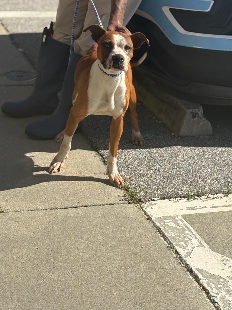 Pretty, a Adoptable mixed breed in Effingham, SC image 5/6
