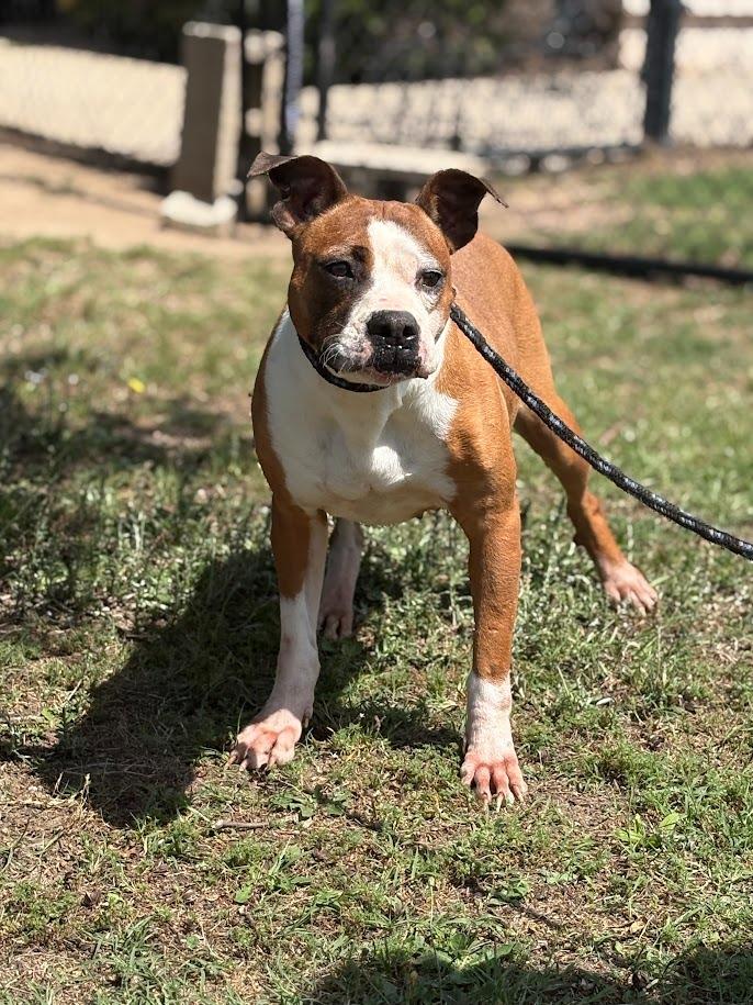 Pretty, a Adoptable mixed breed in Effingham, SC image 6/6