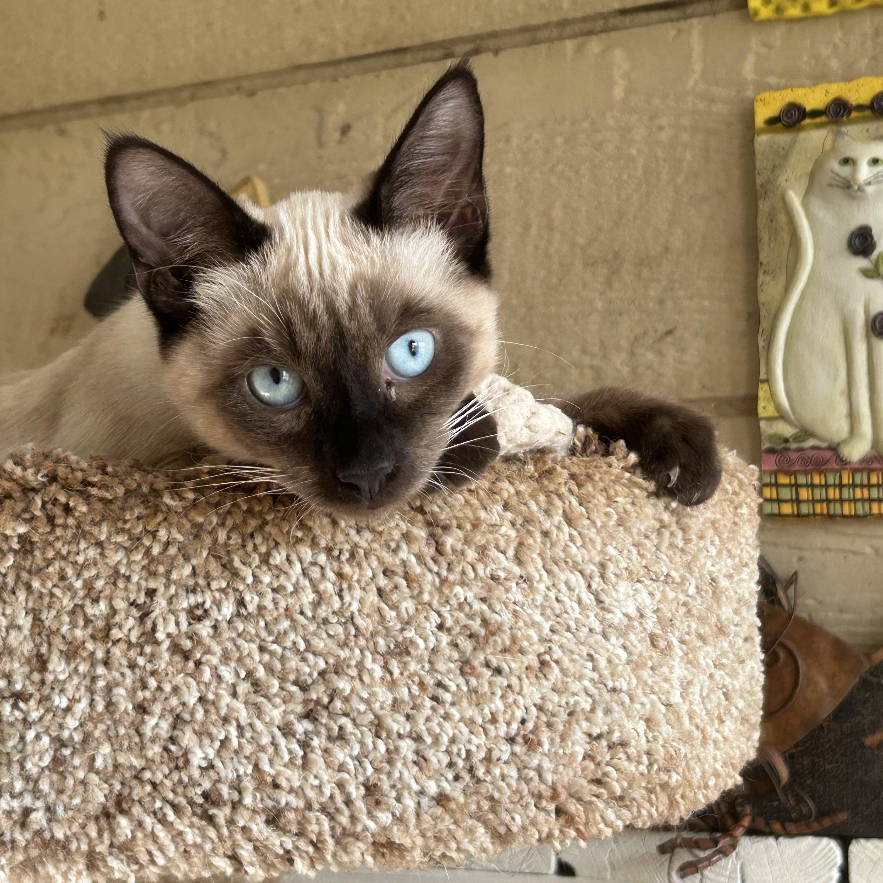 Toto & Carmel, a ADOPTABLE Siamese in Wirtz, VA image 1/2