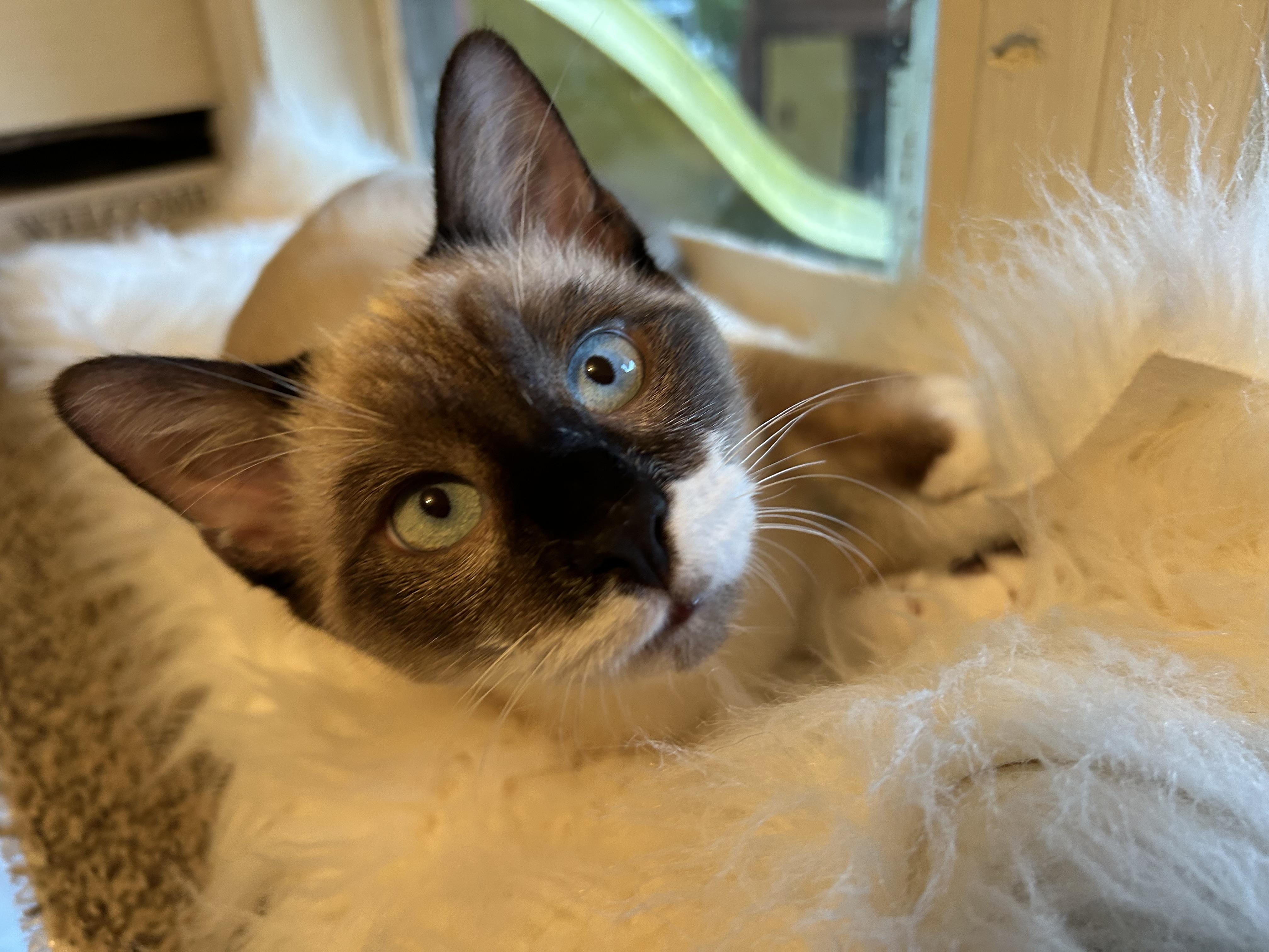 Toto & Carmel, a ADOPTABLE Siamese in Wirtz, VA image 2/2