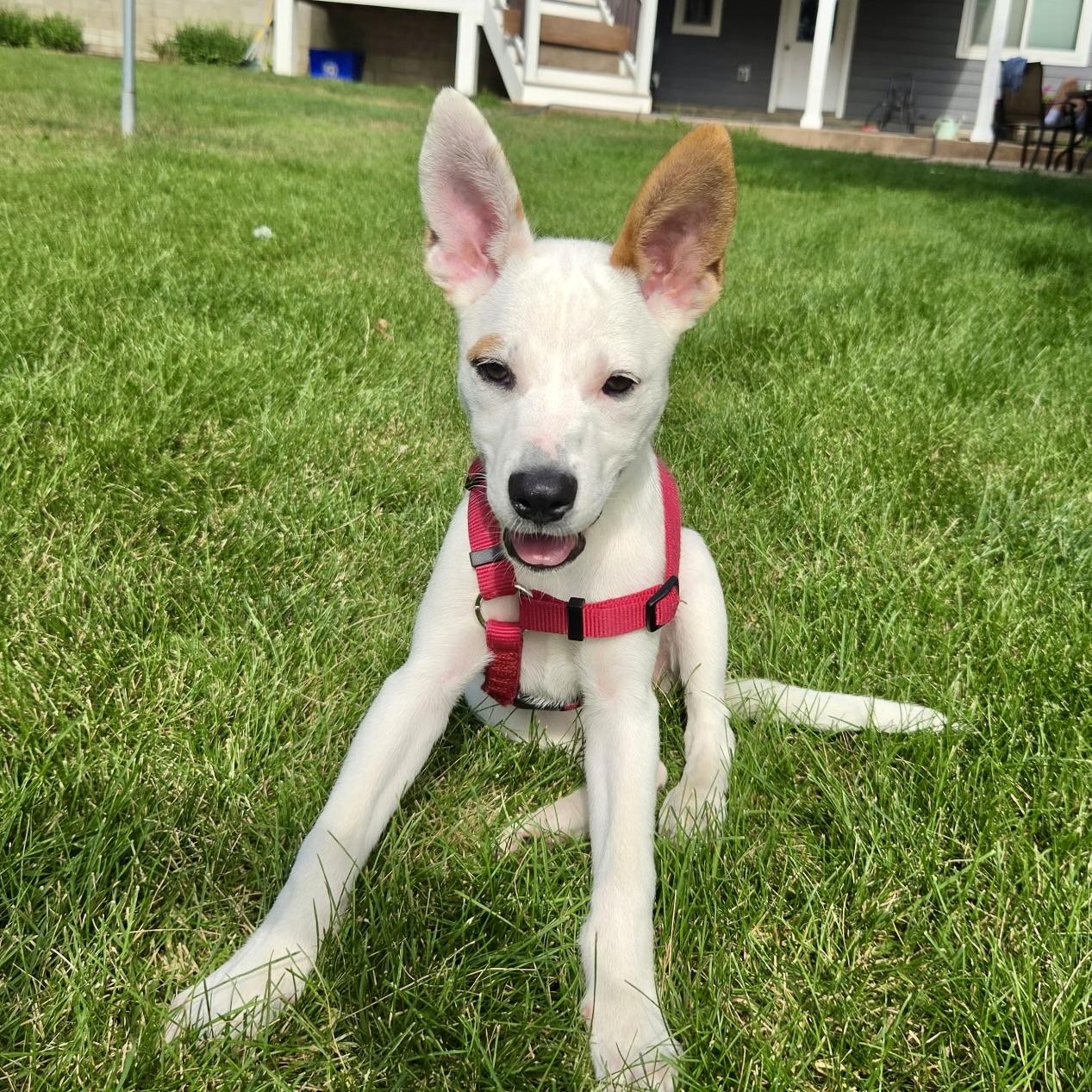 Enlarge Minnie, a ADOPTABLE mixed breed in Prior Lake, MN image 2/6
