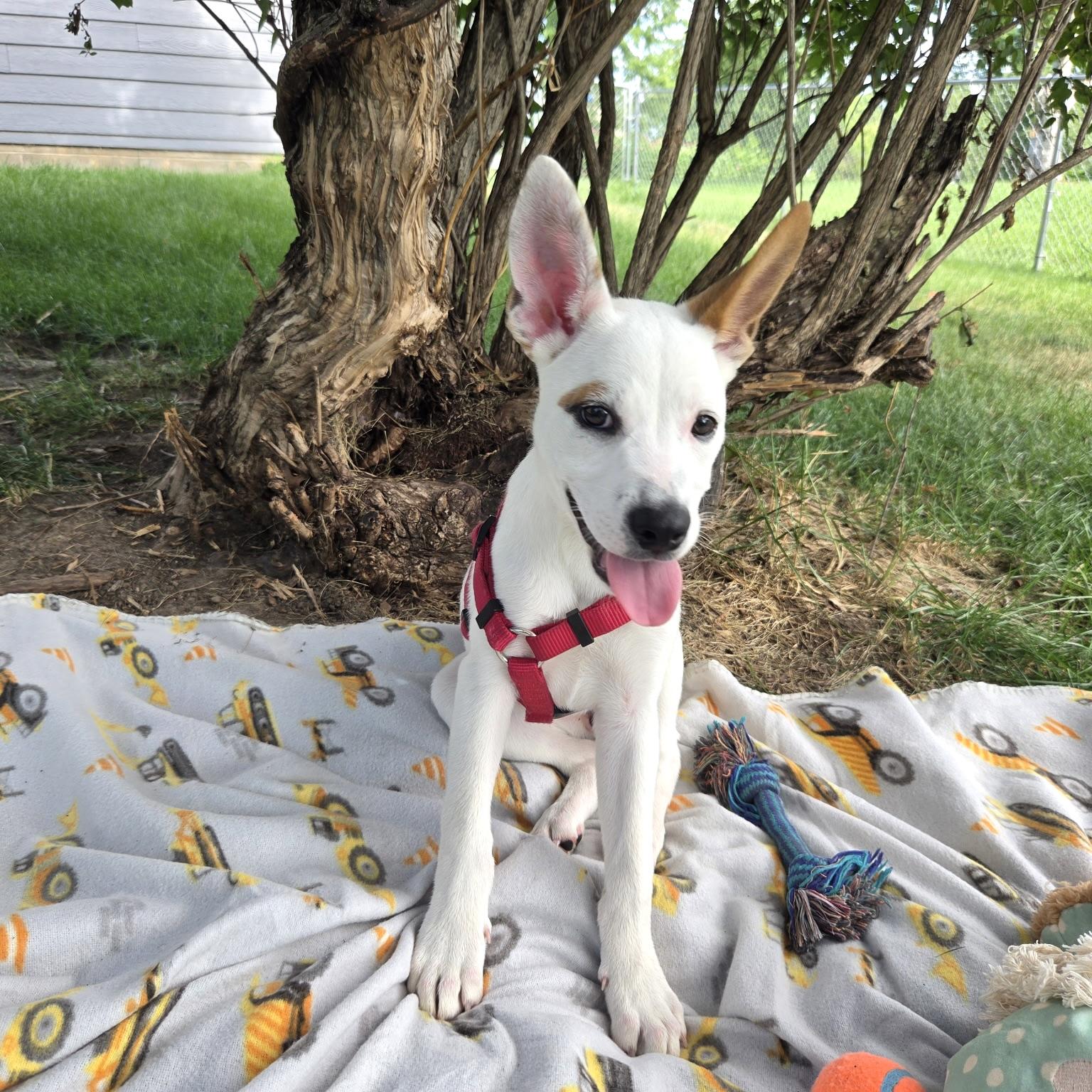 Enlarge Minnie, a ADOPTABLE mixed breed in Prior Lake, MN image 6/6