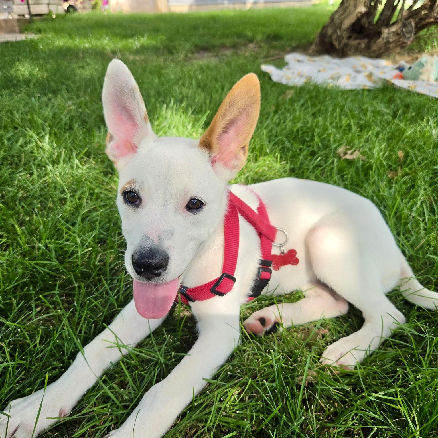 Enlarge Minnie, a ADOPTABLE mixed breed in Prior Lake, MN image 1/6
