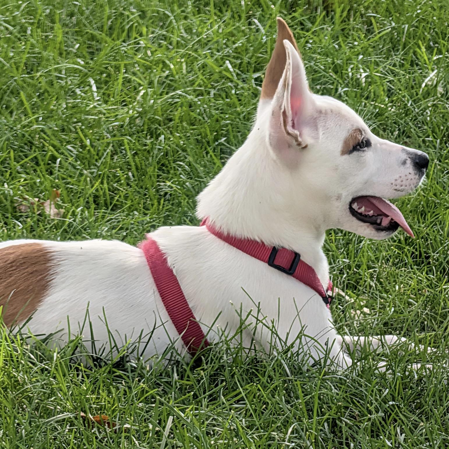 Enlarge Minnie, a ADOPTABLE mixed breed in Prior Lake, MN image 4/6