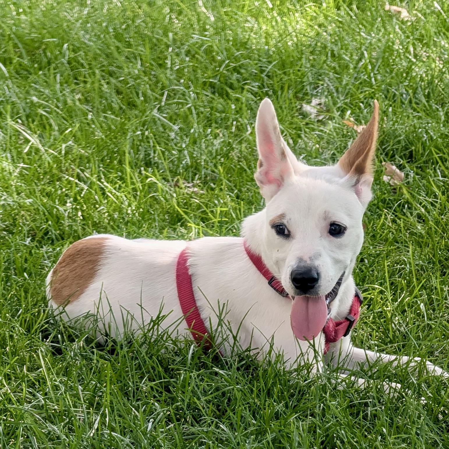 Enlarge Minnie, a ADOPTABLE mixed breed in Prior Lake, MN image 5/6
