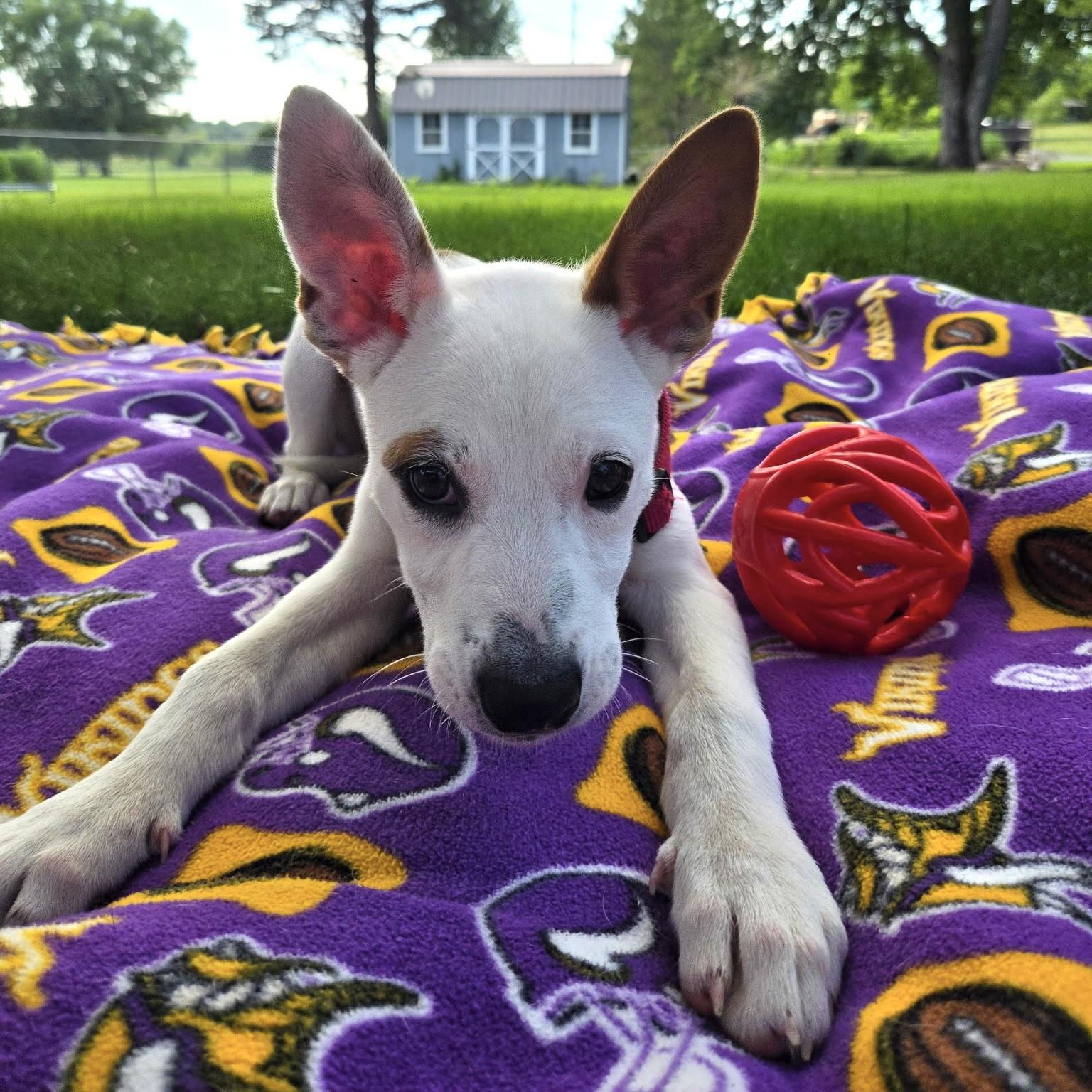 Enlarge Minnie, a ADOPTABLE mixed breed in Prior Lake, MN image 3/6