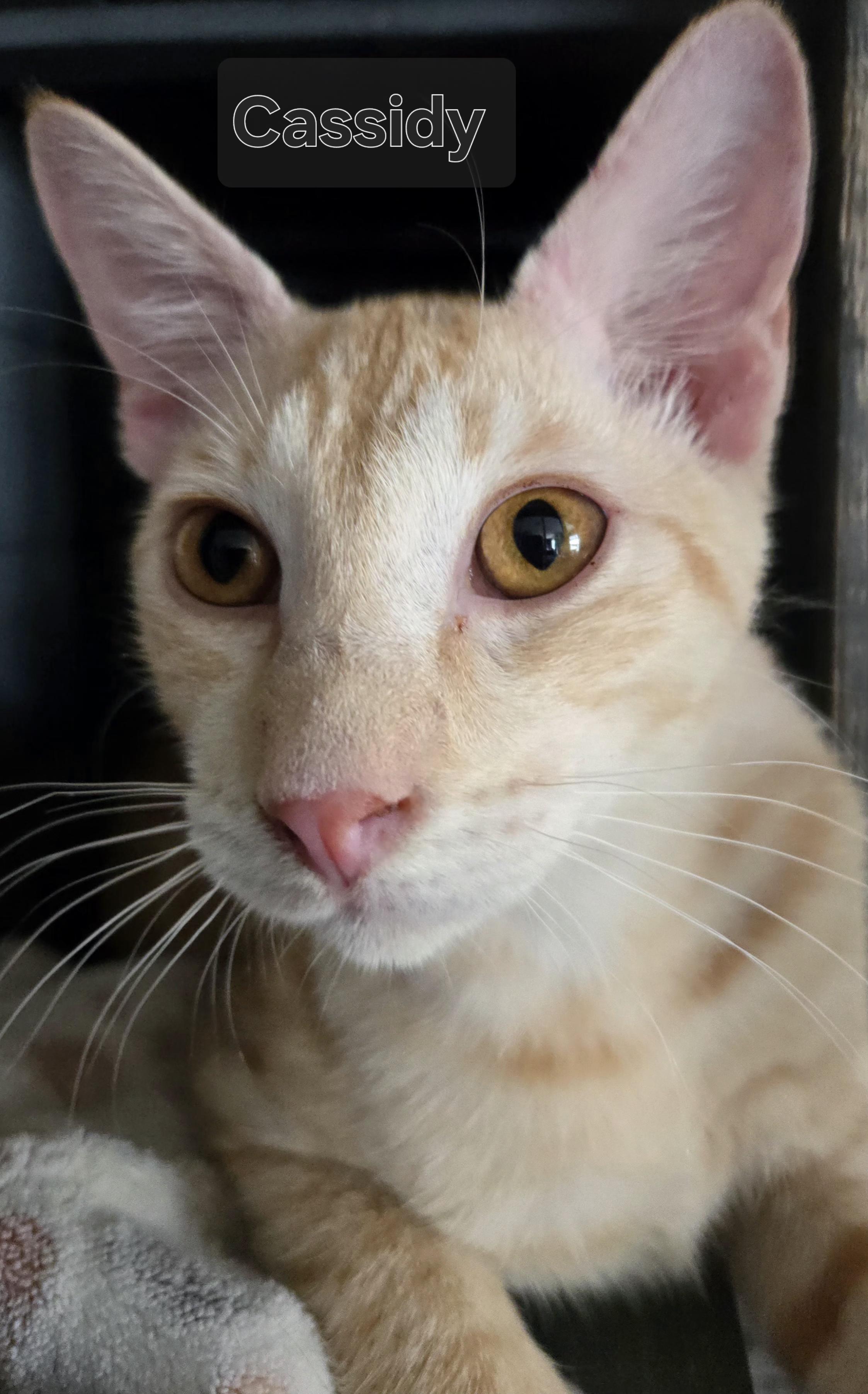 Cassidy, Adoptable, Young Male Domestic Short Hair.