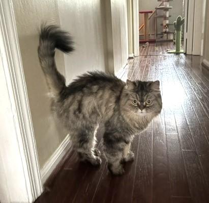Enlarge SILK, a Adoptable Persian in Churchville, PA image 4/6