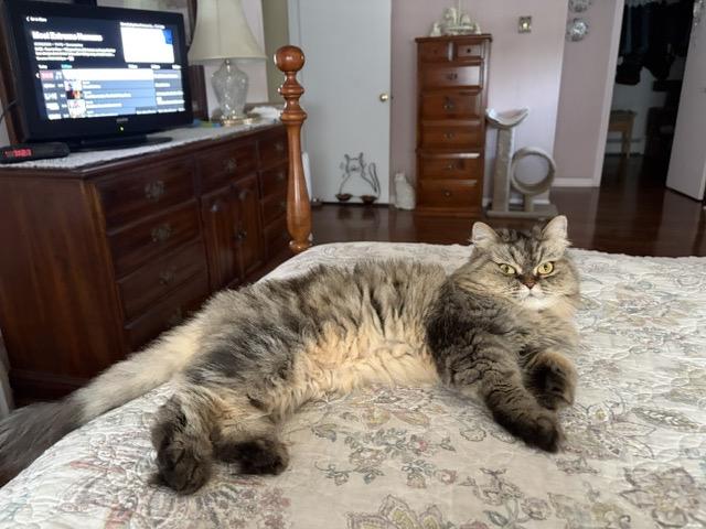 Enlarge SILK, a Adoptable Persian in Churchville, PA image 6/6