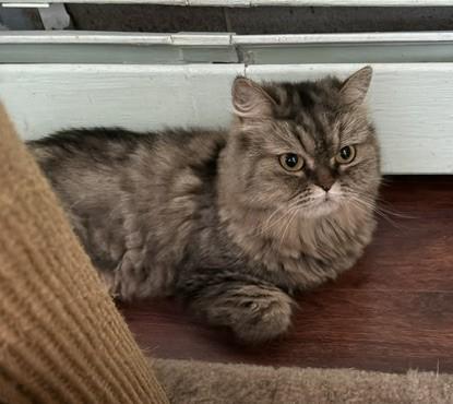Enlarge SILK, a Adoptable Persian in Churchville, PA image 5/6