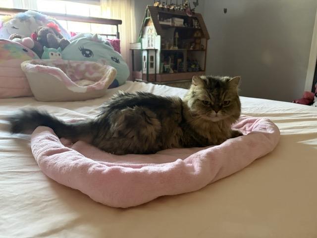 Enlarge SILK, a Adoptable Persian in Churchville, PA image 1/6