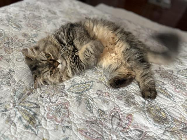 SILK, Adoptable, Adult Female Persian.