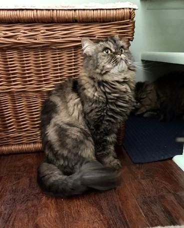 Enlarge SILK, a Adoptable Persian in Churchville, PA image 3/6