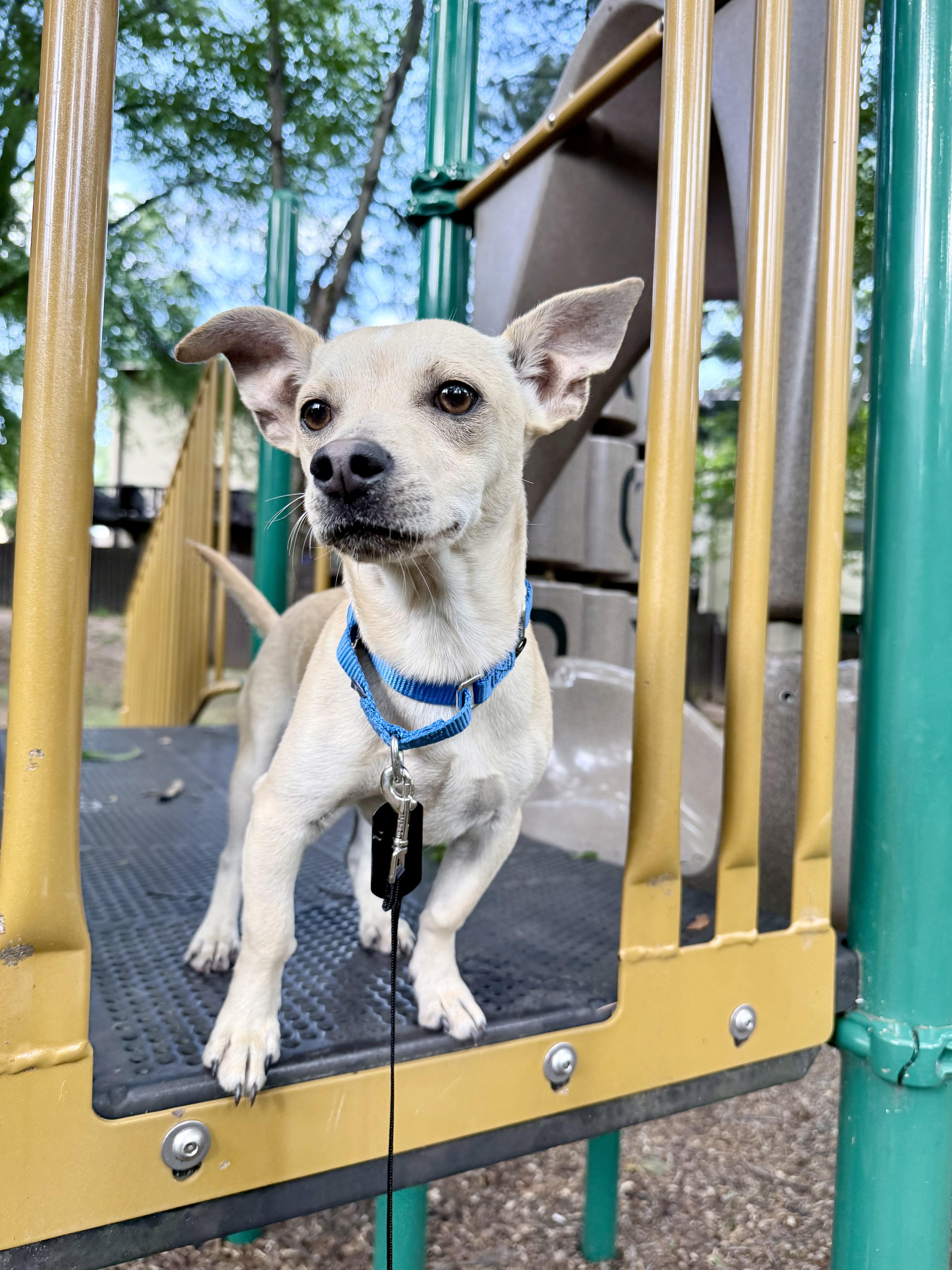 Hawk, a ADOPTABLE mixed breed in Fairfax, VA image 4/5