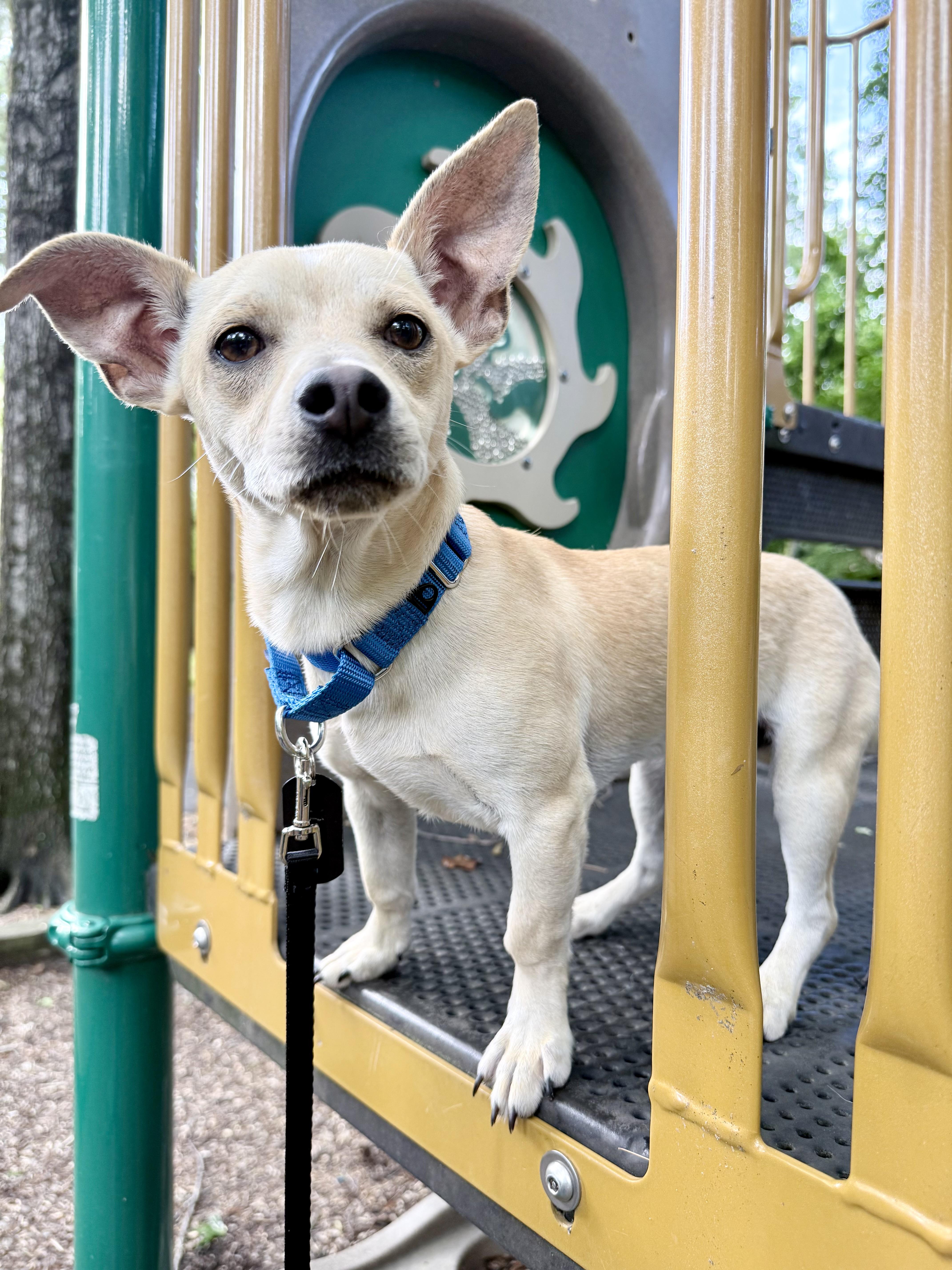 Hawk, a ADOPTABLE mixed breed in Fairfax, VA image 1/5