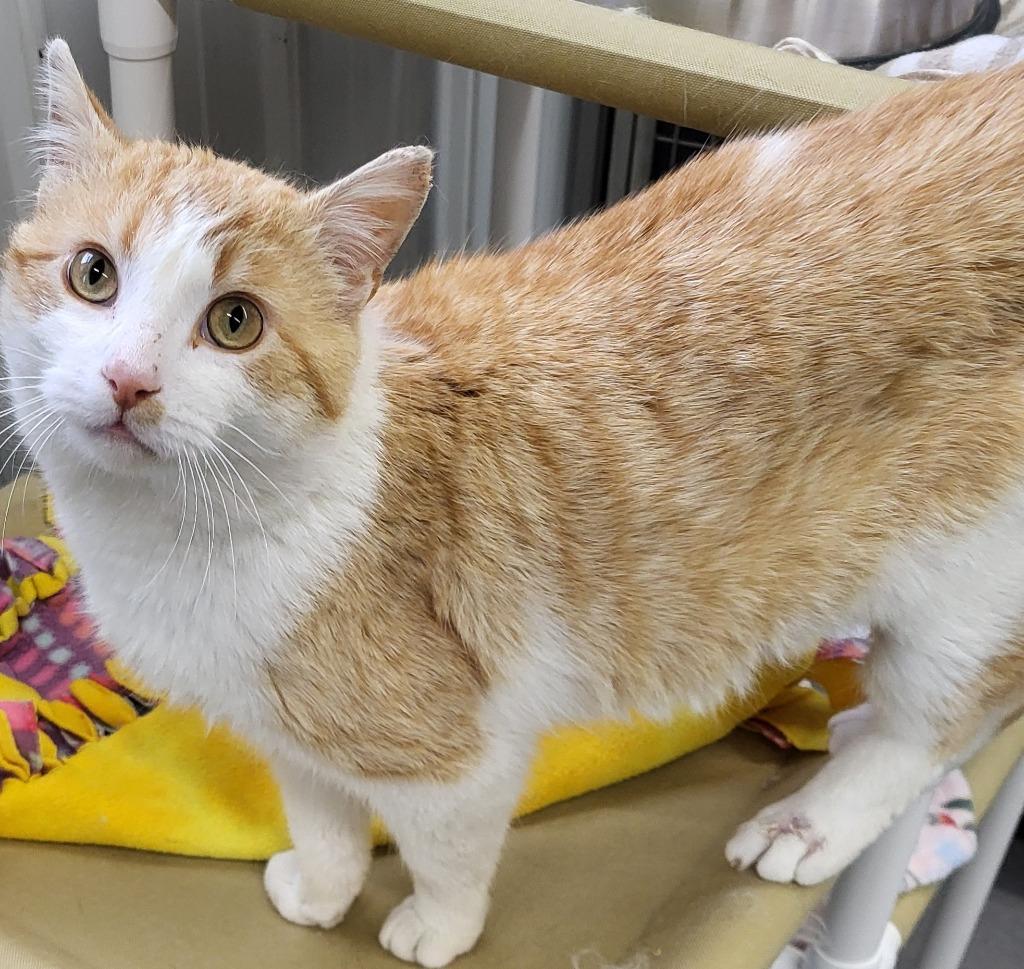 Enlarge Carrot, a Adoptable mixed breed in Medford, WI image 1/1