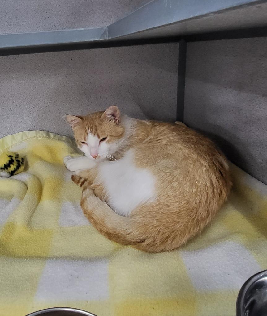 Enlarge Carrot, a Adoptable mixed breed in Medford, WI image 2/2
