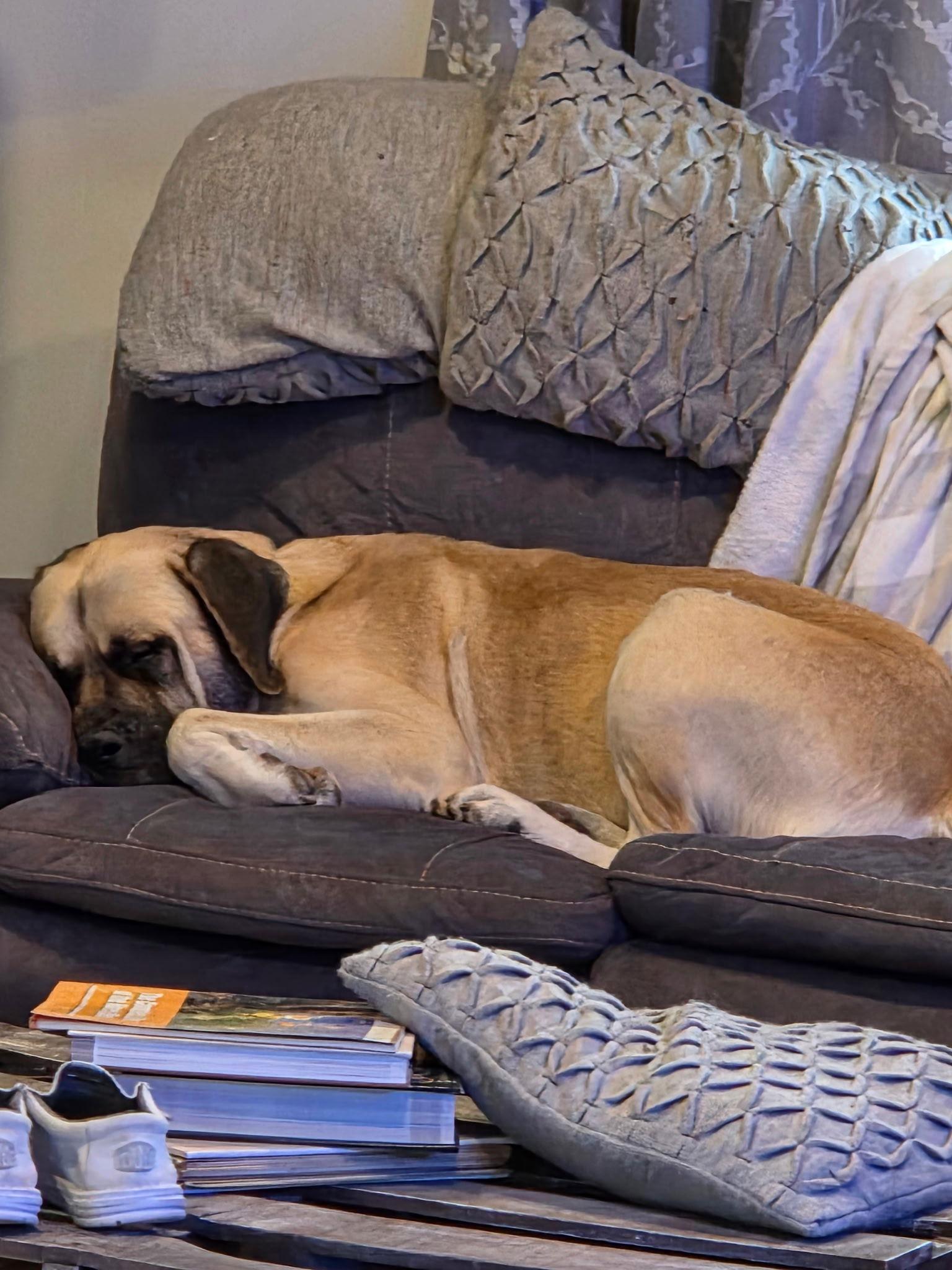 Enlarge Bowser, a Adopted Mastiff in Columbus, IN image 1/3