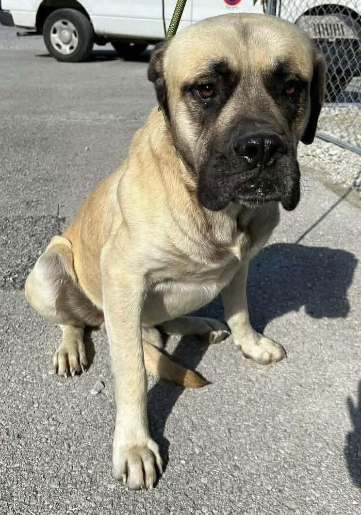 Enlarge Bowser, a Adopted Mastiff in Columbus, IN image 2/3