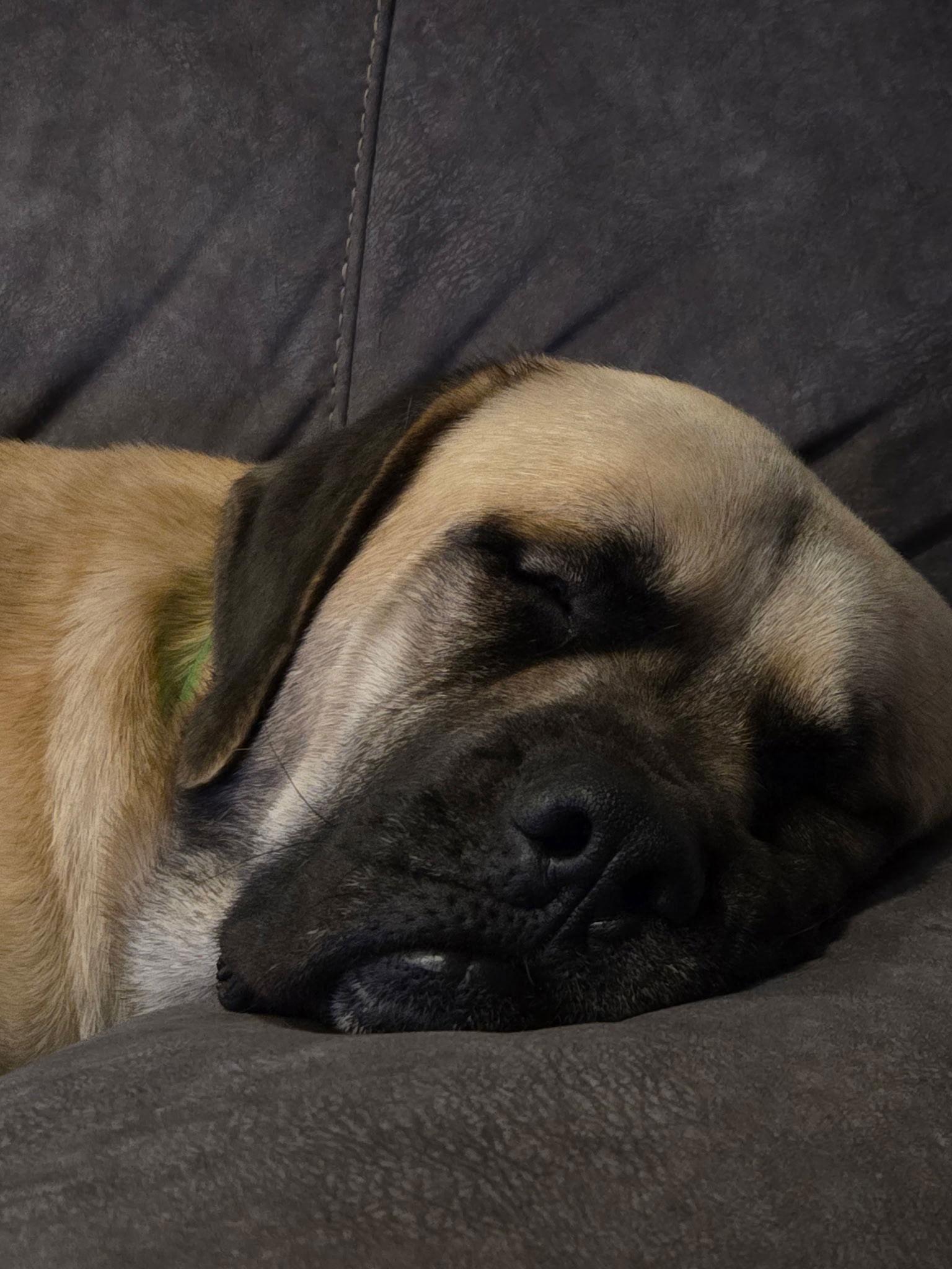 Enlarge Bowser, a Adopted Mastiff in Columbus, IN image 3/3