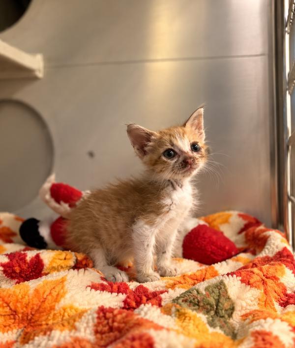 Spell, Adoptable, Kitten Male Domestic Short Hair.