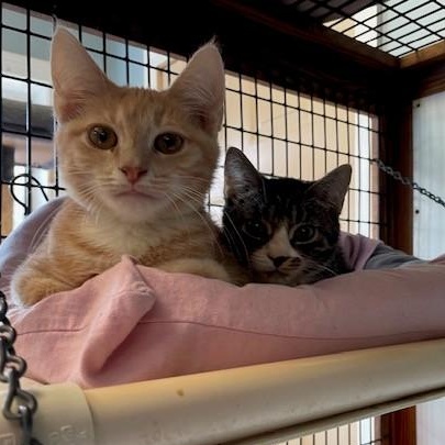 Tator & Tot, ADOPTABLE, Kitten Male Domestic Short Hair.