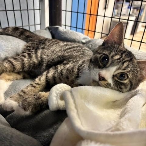 Tator & Tot, a ADOPTABLE Domestic Short Hair in Braintree, MA image 2/6