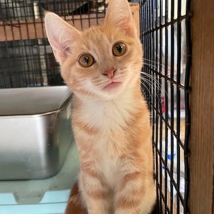 Tator & Tot, a ADOPTABLE Domestic Short Hair in Braintree, MA image 3/6