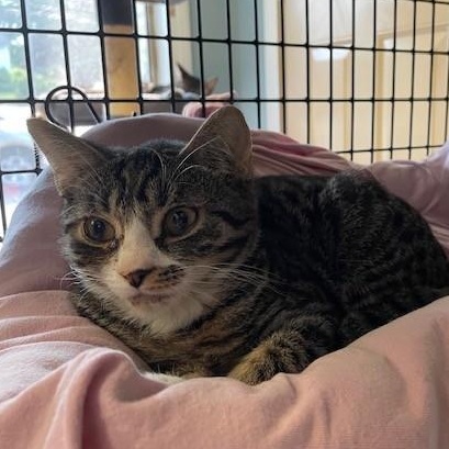 Tator & Tot, a ADOPTABLE Domestic Short Hair in Braintree, MA image 4/6