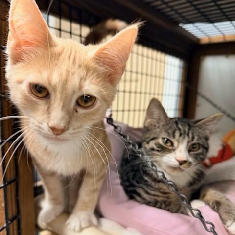 Tator & Tot, a ADOPTABLE Domestic Short Hair in Braintree, MA image 5/6