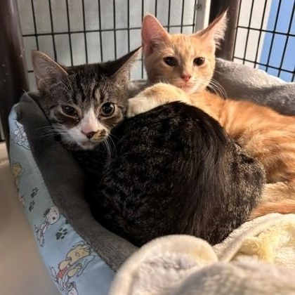 Tator & Tot, a ADOPTABLE Domestic Short Hair in Braintree, MA image 6/6
