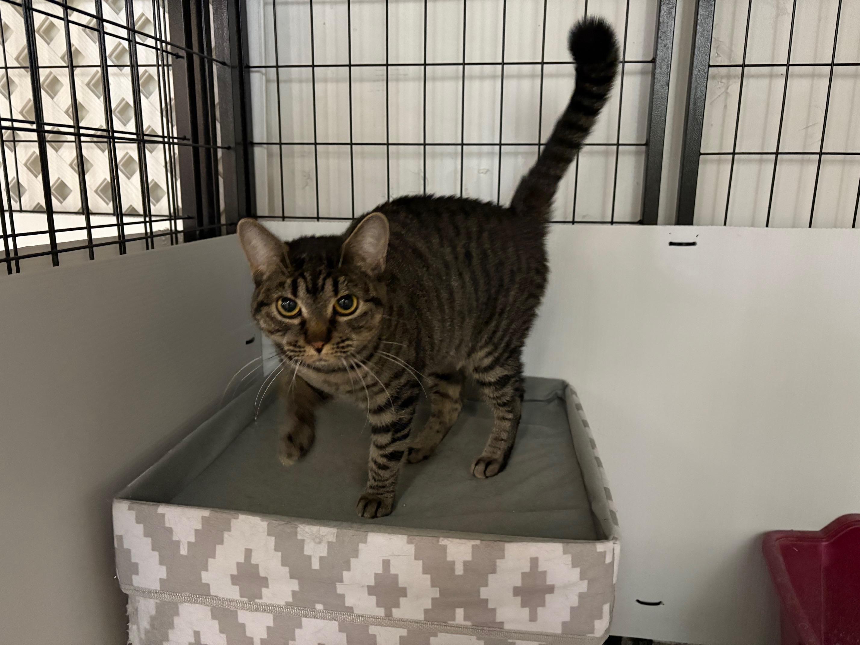 Nardo, Adoptable, Young Female Tabby.