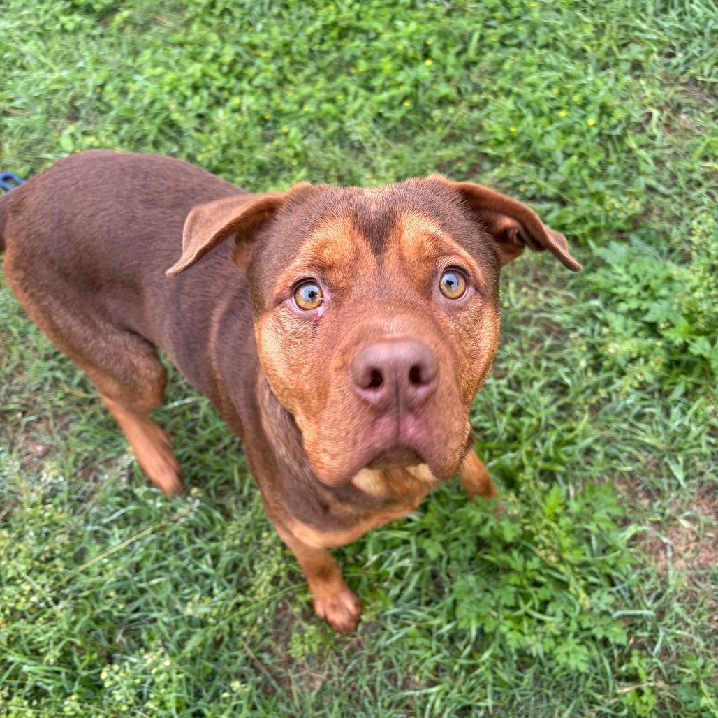 Enlarge Monty 289.26, a ADOPTABLE mixed breed in Kerrville, TX image 4/4