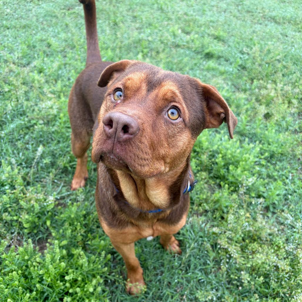 Enlarge Monty 289.26, a ADOPTABLE mixed breed in Kerrville, TX image 2/4