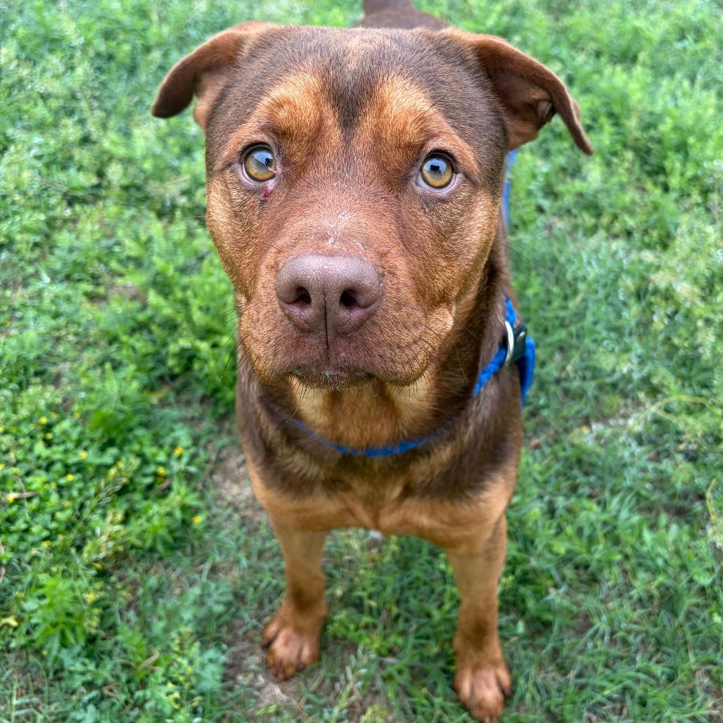 Enlarge Monty 289.26, a ADOPTABLE mixed breed in Kerrville, TX image 1/4