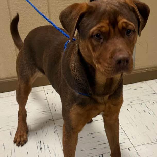 Enlarge Monty 289.26, a ADOPTABLE mixed breed in Kerrville, TX image 3/4