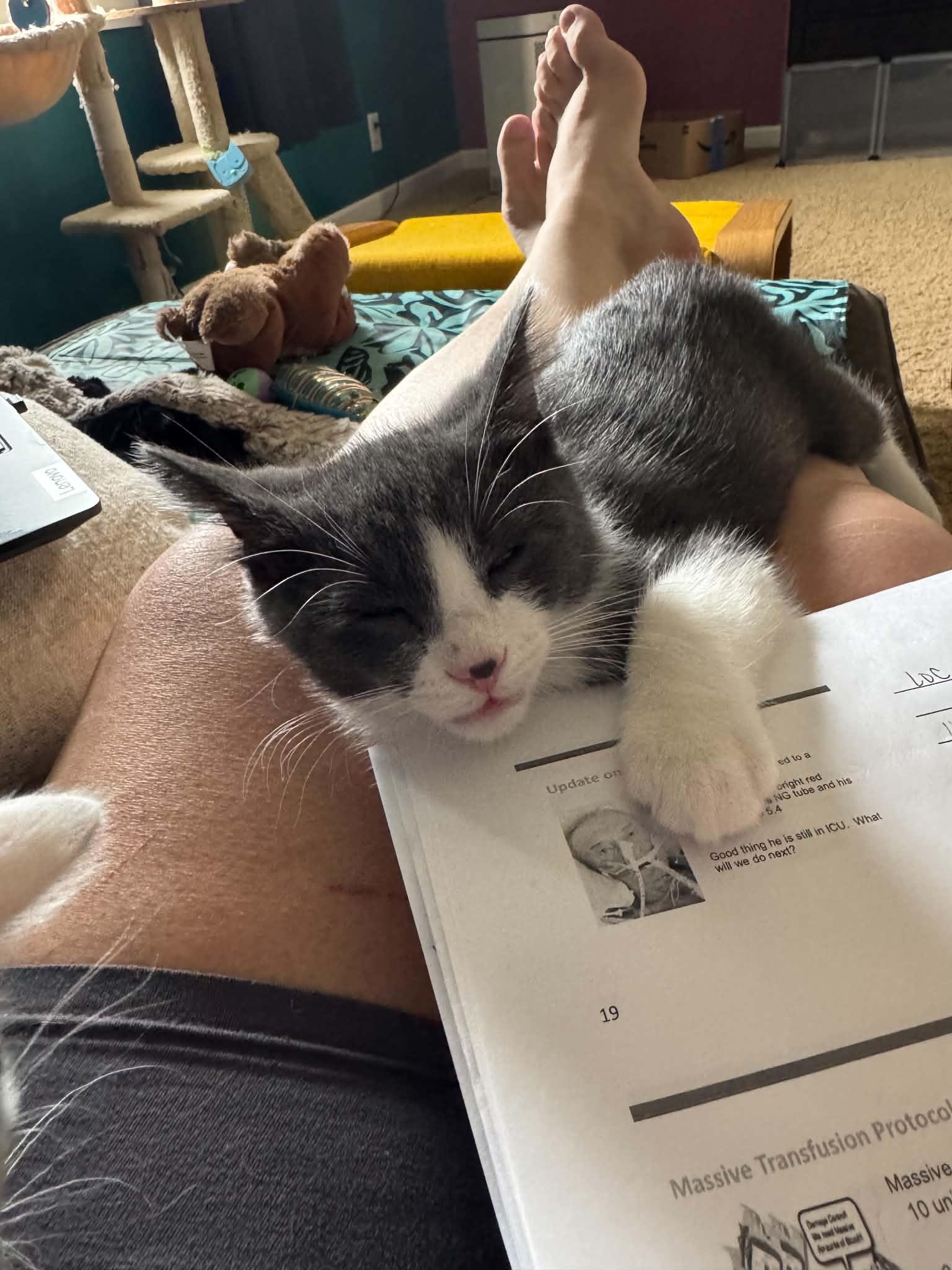 Oreo, a ADOPTABLE Domestic Short Hair in Milwaukee, WI image 6/6