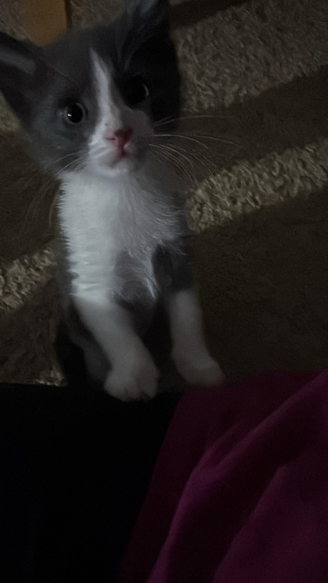 Oreo, a ADOPTABLE Domestic Short Hair in Milwaukee, WI image 5/5