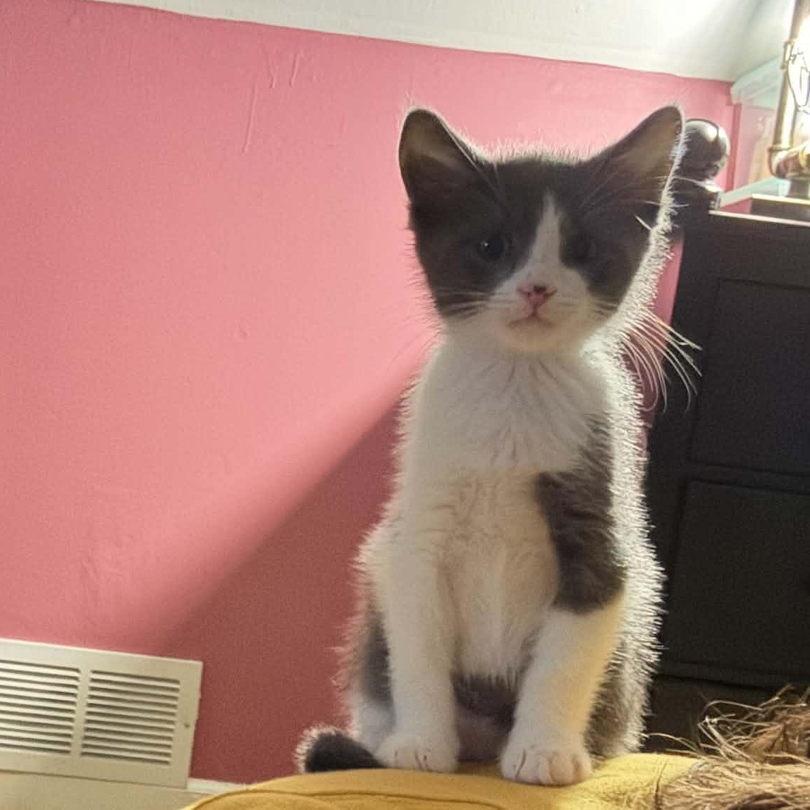 Oreo, ADOPTABLE, Kitten Male Domestic Short Hair.