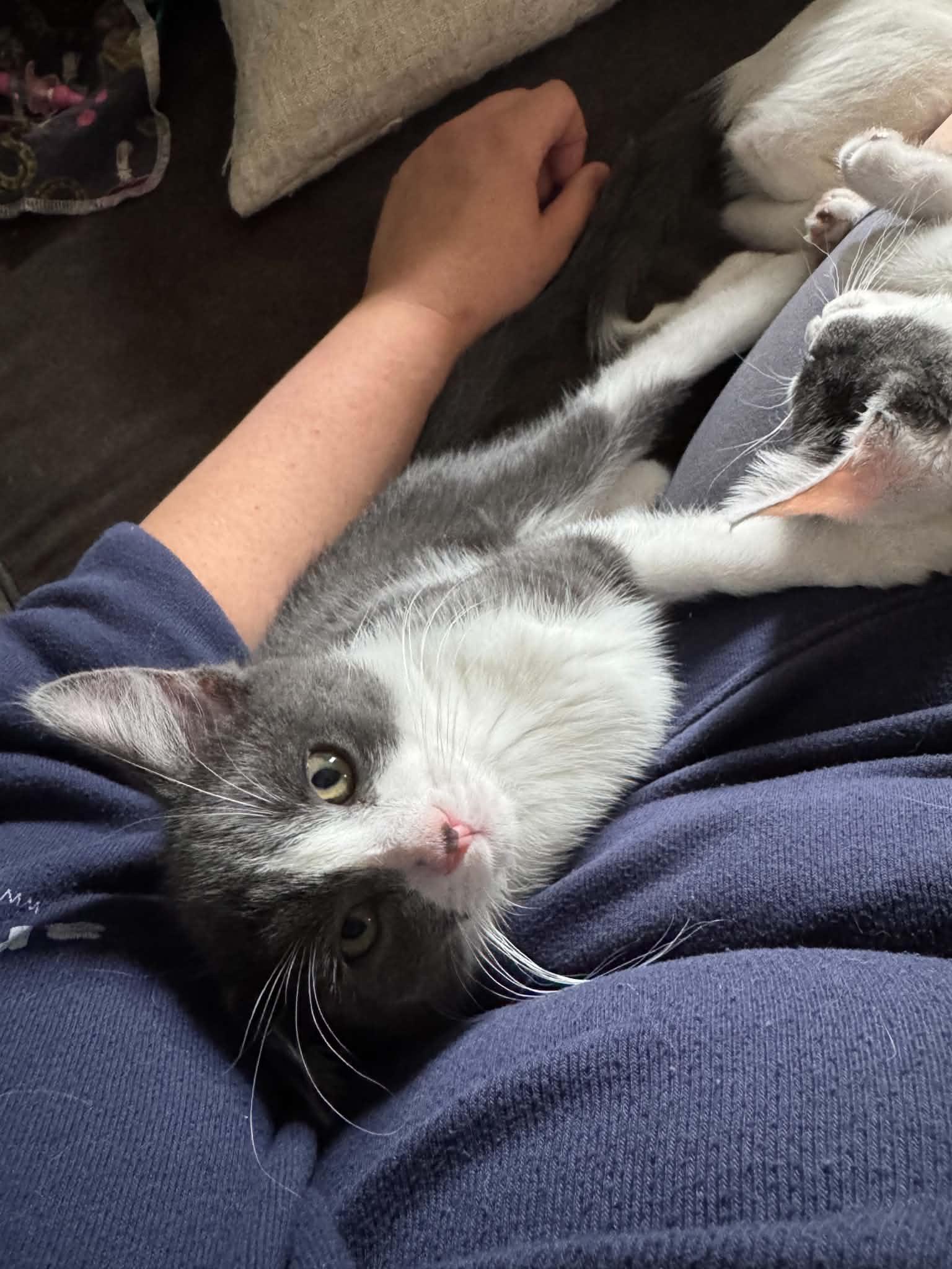 Oreo, a ADOPTABLE Domestic Short Hair in Milwaukee, WI image 2/6