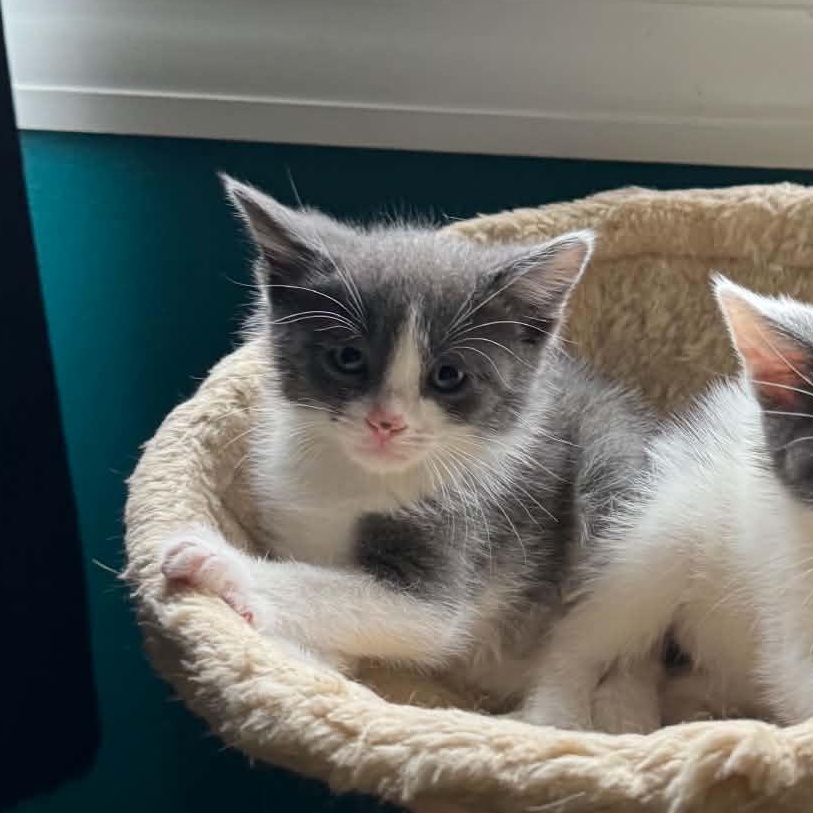 Oreo, ADOPTABLE, Kitten Male Domestic Short Hair.